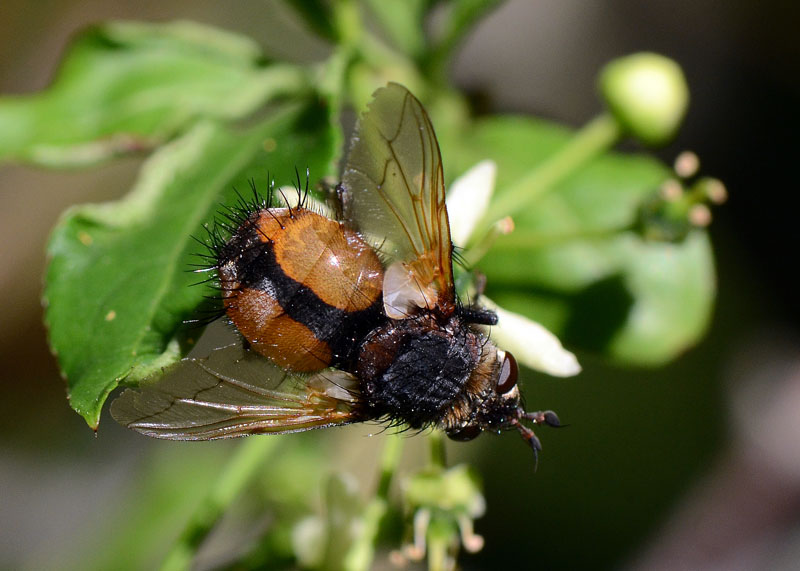 Tachinidae